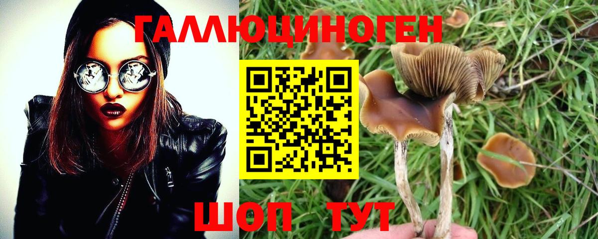 Борзя  Галлюциногенные грибы Psilocybine cubensis  Галлюциногенные грибы прущие грибы  Вход с VPN 